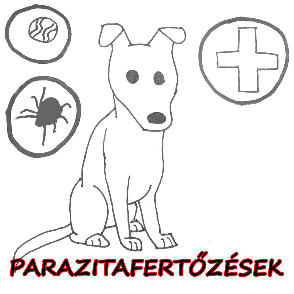 09-parazitafertőzések