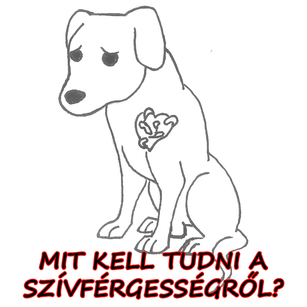 10-szívférgesség